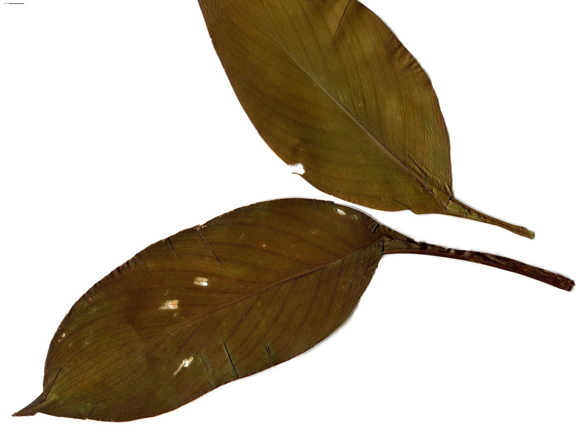 Canna indica (Cannaceae)